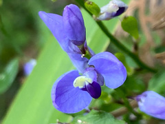 Comesperma volubile