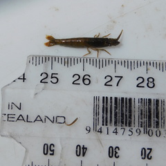 Betaeopsis aequimanus