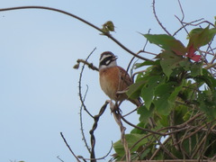 Emberiza cioides