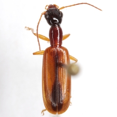 Leptotrachelus dorsalis