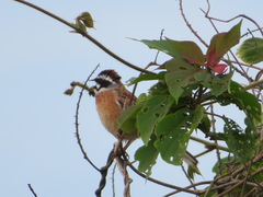 Emberiza cioides