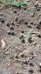 Cervus nippon taiouanus