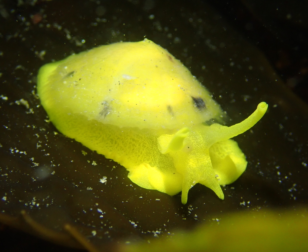 Yellow Umbrella Slug (Nudibranchs and Other Sea Slugs of California ...