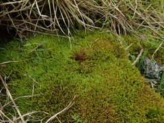 Triquetrella papillata