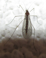 Trichoceridae