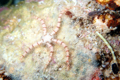 Ophiothrix caespitosa