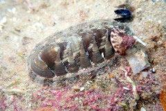 Rhyssoplax torriana