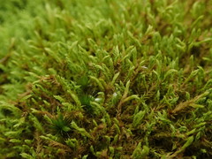 Triquetrella papillata