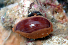 Notocypraea angustata