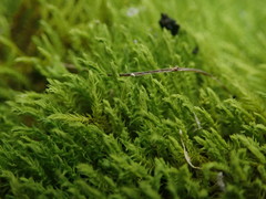 Triquetrella papillata