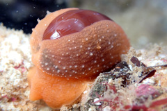 Notocypraea angustata