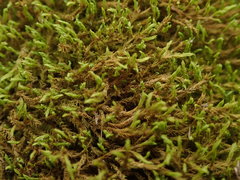 Triquetrella papillata