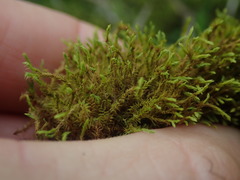 Triquetrella papillata