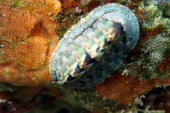 Rhyssoplax diaphora