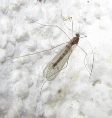 Trichoceridae