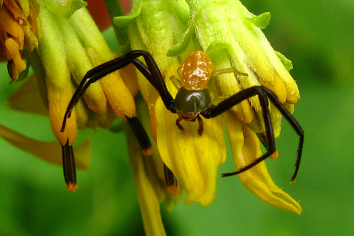 White-banded Crab Spider