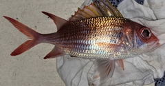 Neoniphon vexillarium