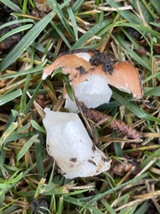 Russula versicolor