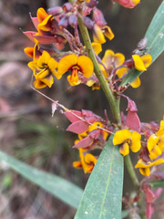 Daviesia leptophylla
