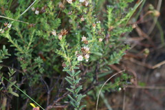 Lobostemon capitatus