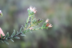 Lobostemon capitatus