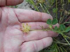 Trifolium fucatum