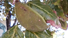 Millettia pinnata