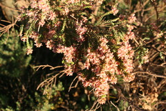 Passerina rubra