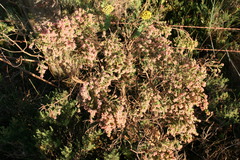 Passerina rubra