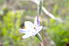 Thelymitra × truncata