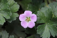 Geranium traversii