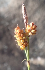 Carex aurea