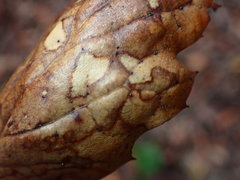 Coccomyces dentatus
