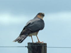 Accipiter rufiventris