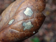 Coccomyces dentatus