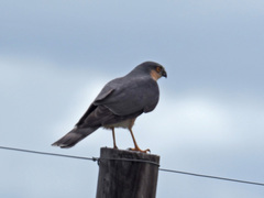 Accipiter rufiventris