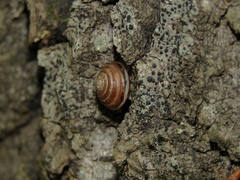 Chilanodon bicallosa