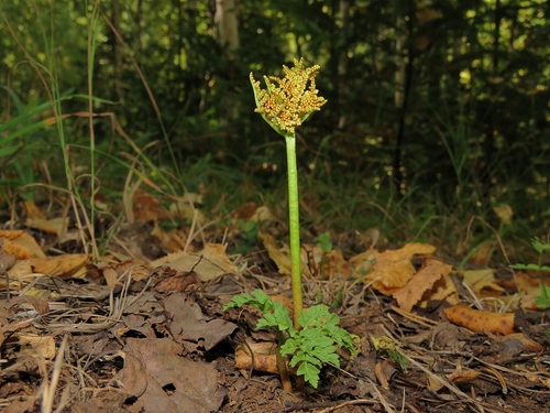 Botrychium multifidum iNat (1)