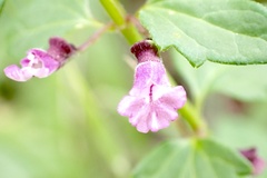 Scutellaria humilis