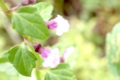 Scutellaria humilis