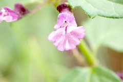 Scutellaria humilis