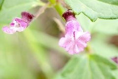 Scutellaria humilis