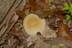 Leucopaxillus laterarius