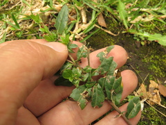 Oenothera multicaulis