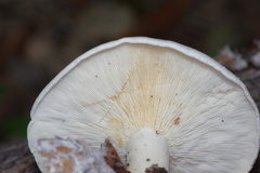 Leucopaxillus laterarius