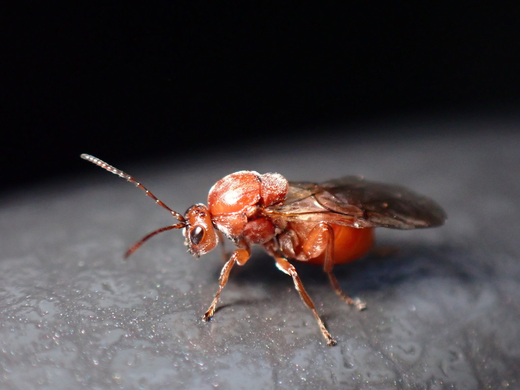 California Gall Wasp