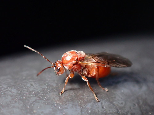 Andricus quercuscalifornicus