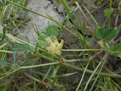 Trifolium fucatum