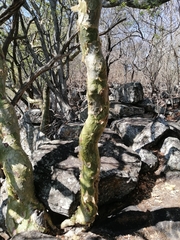 Commiphora marlothii