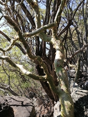 Commiphora marlothii